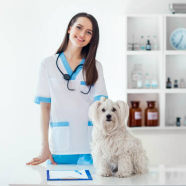 Ways to keep good health for your pets in 2021