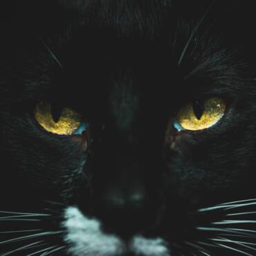 Black Cats and Halloween: A Scary Mix