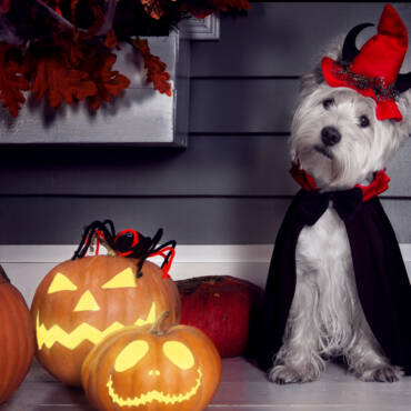 Tips Selecting Halloween Costumes For Your Pet