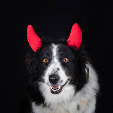 Safety Considerations for Halloween Pet Costumes