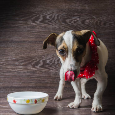 Safe and Not safe so safe foods for Dogs