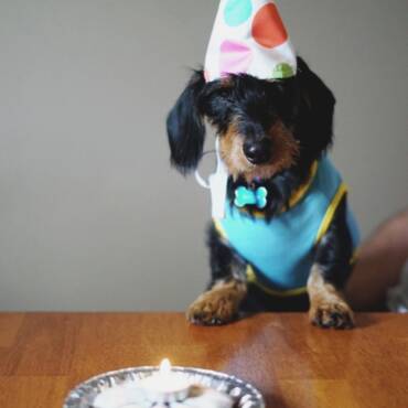 Your Dog the Best Birthday Party Ever