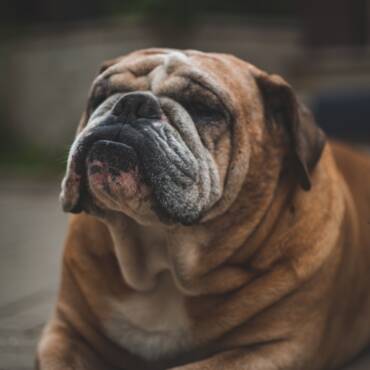 How Do I Know My Dog is Overweight or Obese?