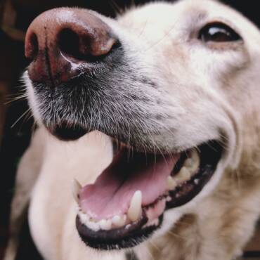 Causes of Bad Breath in Dogs (and What to Do Next)