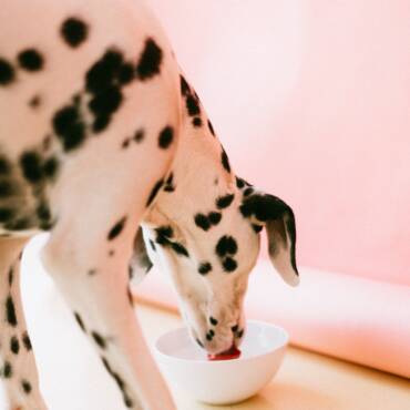 Are You Overfeeding Your Dog or Cat?