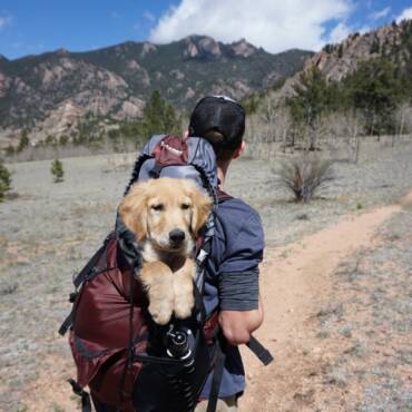 Avoiding Ticks While Hiking with Your Dog