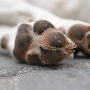 Caring for Your Dog’s Paw Pads