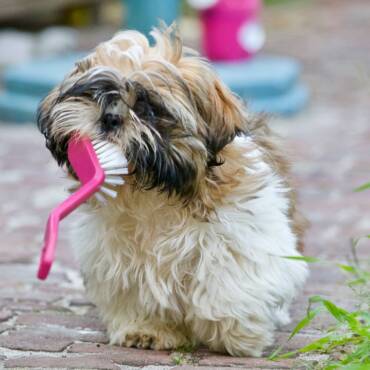 What Age Do You Need to Start Brushing Puppies’ Teeth?