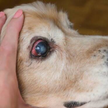 Cataracts in Dogs