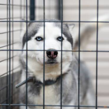 Tips to make your dog kennel comfortable