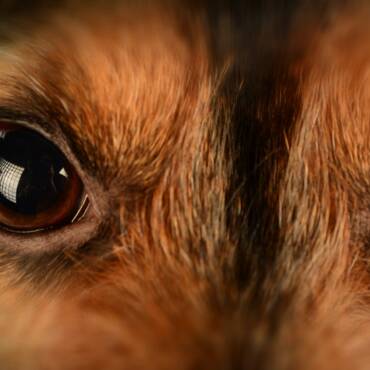 What Causes Eye Boogers in Dogs?