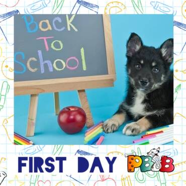 5 ways to help your DOG adjust to Back To School Month