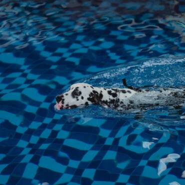 Swim Safety For Dogs