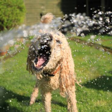 How Hot Is too Hot for Dogs?
