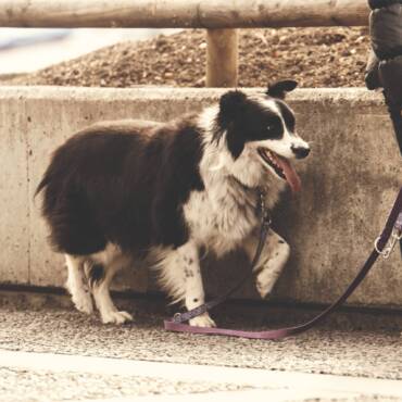 How to stop a dog from pulling on leash